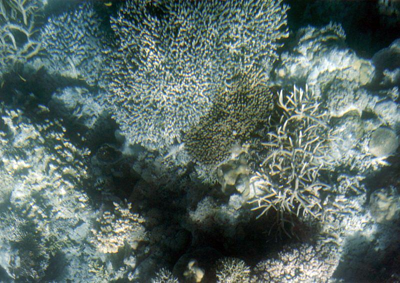 Great Barrier Reef 7001 Great Barrier Reef, Queensland